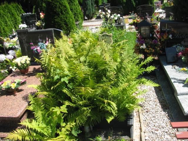 Grób Bolesław Olszewski