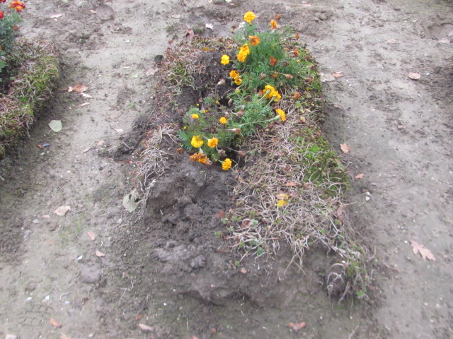  NN Trzebnica - Grobonet - Wyszukiwarka osób pochowanych